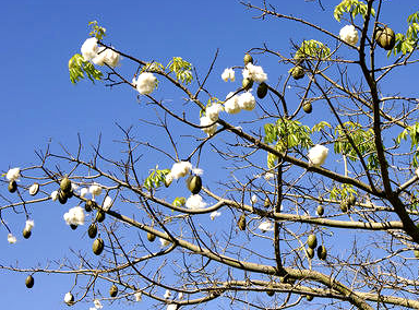 Pembalut Winalite Love Moon Anion - Cotton Tree